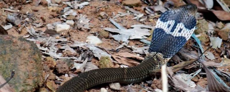 眼镜蛇能吃吗（眼镜蛇能吃吗 有毒吗）