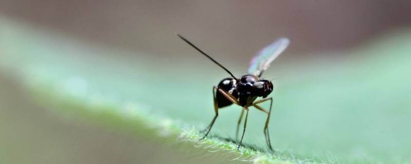 飞蚂蚁怎么会出现在家中 飞蚂蚁突然在家里是什么情况