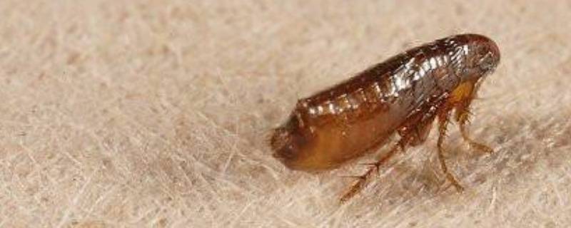 灭害灵能杀死跳蚤吗（灭害灵能杀死跳蚤吗,对狗有影响吗）