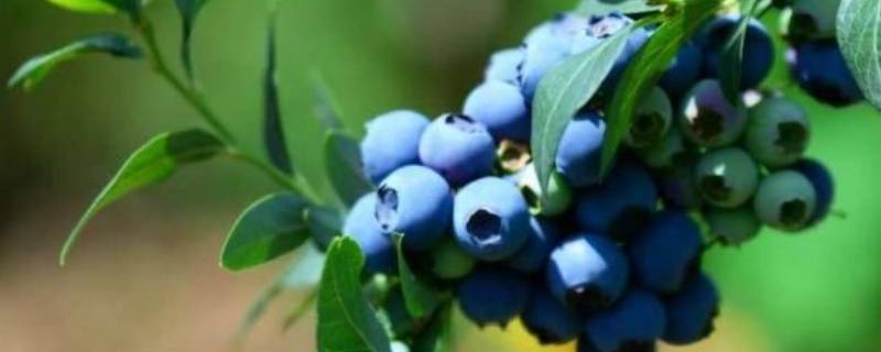 蓝莓是蓝色还是紫色（蓝莓是不是蓝色）