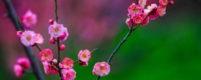 梅花吉祥语（梅花的吉祥话）