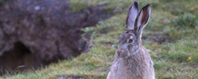 野兔是几级保护动物 野兔是几级保护动物怎么处罚