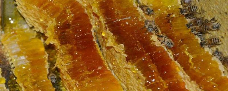 纯天然土蜂蜜的简要介绍 正宗纯天然土蜂蜜有什么功能