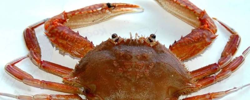 螃蟹可以活多久（螃蟹可以活多久没有水的情况下）