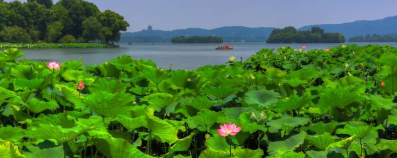 夏天有什么代表性的动物（与夏天有关的动物）