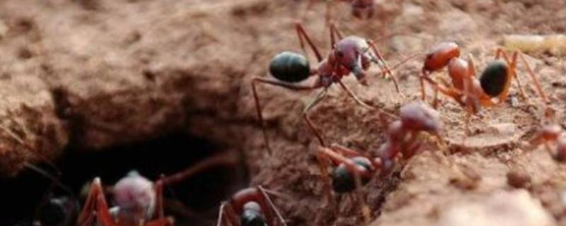 蚂蚁窝怎么消灭它 庭院蚂蚁窝怎么消灭它