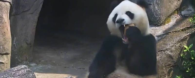 大熊猫新亚种 大熊猫新亚种在什么山