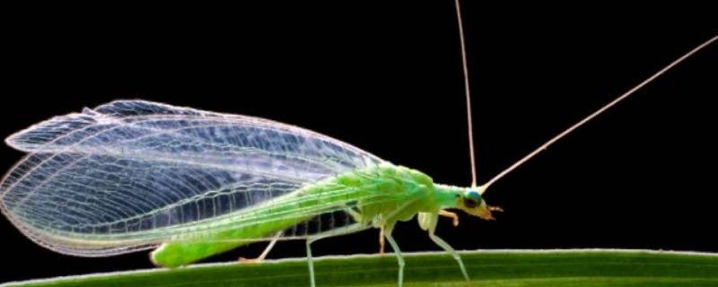 青绿色的小飞虫是什么虫（青绿色的小飞虫是什么虫咬人有毒吗）
