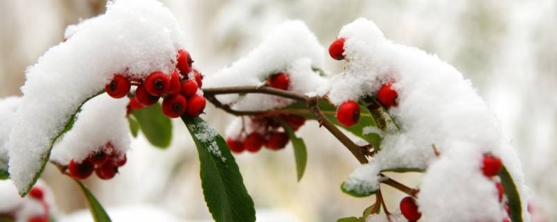 瑞雪兆丰年是几月份的雪（瑞雪兆丰年瑞雪是什么时候的雪）