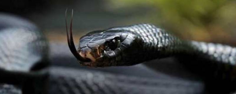 蛇可以活多久 黑王蛇可以活多久