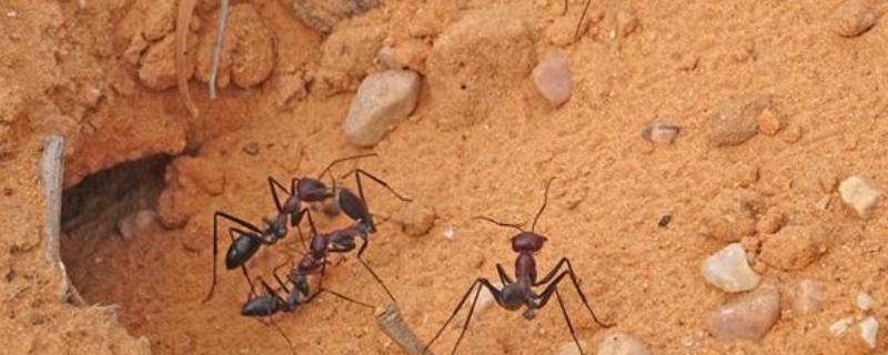 如何驱赶蚂蚁的方法 怎样驱赶蚂蚁最有效的方法