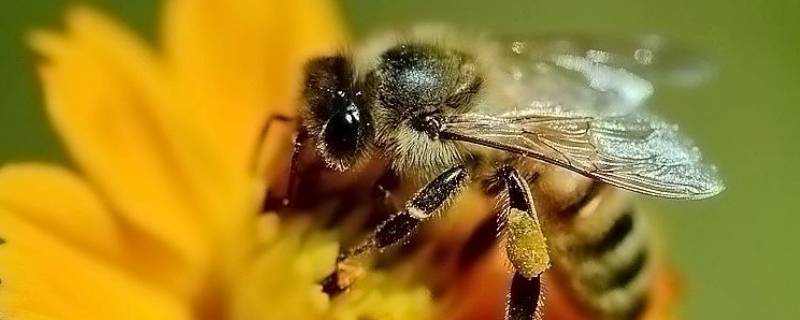 具有蜜蜂品质的动物还有哪些（具备蜜蜂这种品质的动物还有什么）