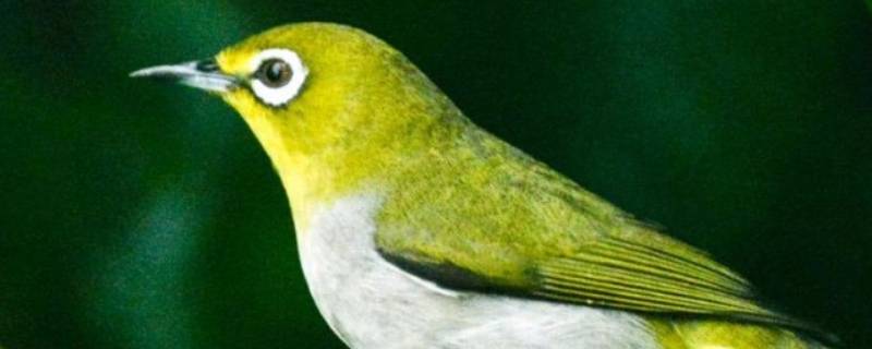 绣眼鸟是国家二级保护动物吗 绿绣眼鸟是保护动物