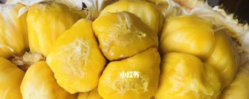 榴莲菠萝蜜是什么品种（榴莲味的菠萝蜜是哪里产的）