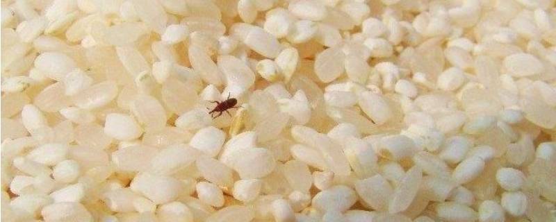 米虫会在地板繁殖吗（米虫会在家里繁殖吗）