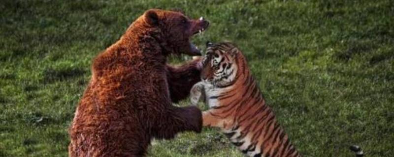老虎打得过棕熊吗（老虎打得过棕熊吗?）