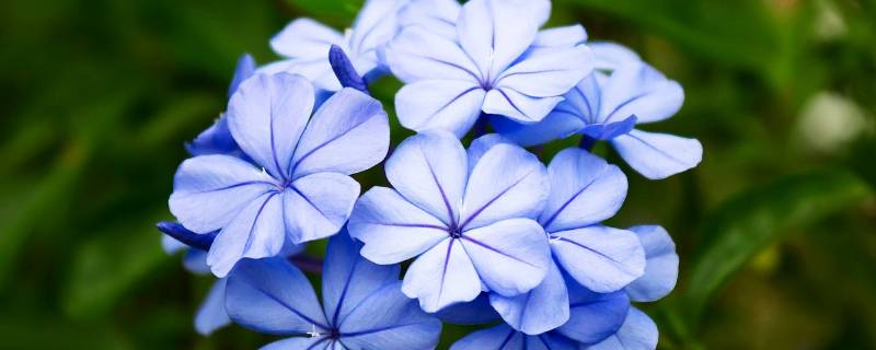 蓝雪花象征着什么人 蓝雪花的花语和象征