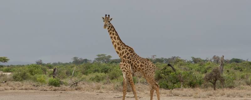长颈鹿有多高 一只成年长颈鹿有多高