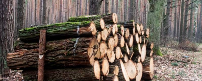 干木材是导体还是绝缘体 干燥的木条是导体还是绝缘体
