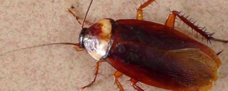 蟑螂是什么样的 幼体蟑螂是什么样的
