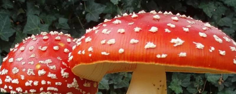 蘑菇有哪些（蘑菇有哪些种类及图片及名称）