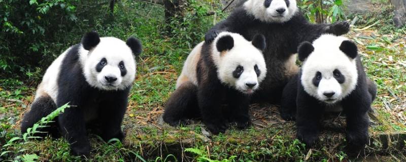 大熊猫类别有哪些（大熊猫的类别?）