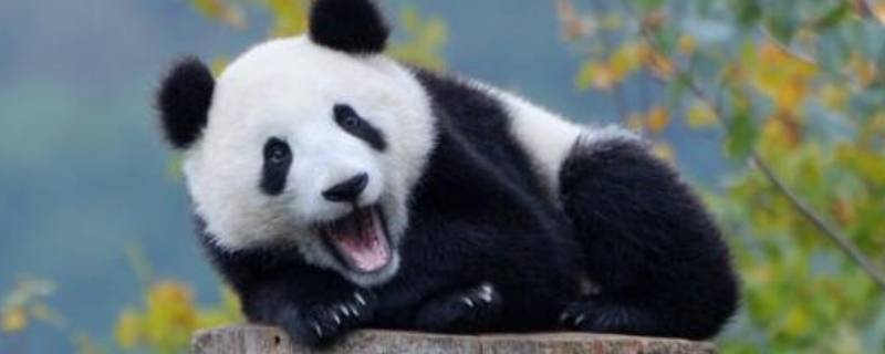 大熊猫长什么样 大熊猫长什么样子写一段话