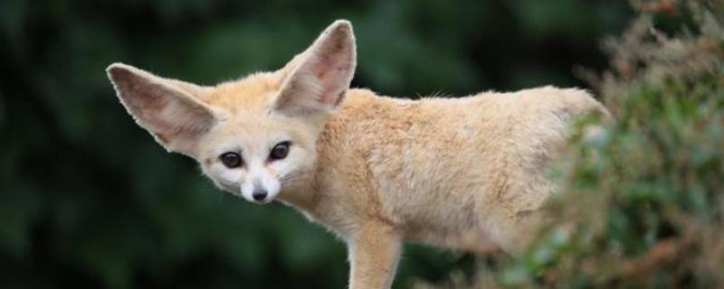 大耳狐耳朵的作用是什么 大耳狐的大耳朵有什么用