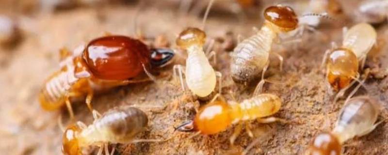 大水蚁能活多久 大水蚁会持续多久