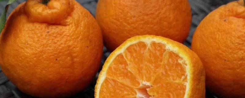 不知火柑橘为什么叫不知火（橘子叫不知火是什么意思）