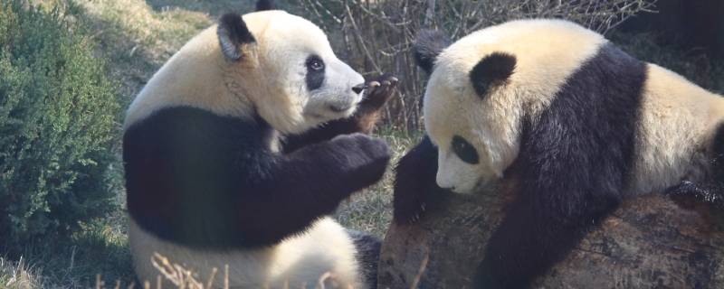 大熊猫的活动有哪些（大熊猫的活动有哪些比如吃睡）