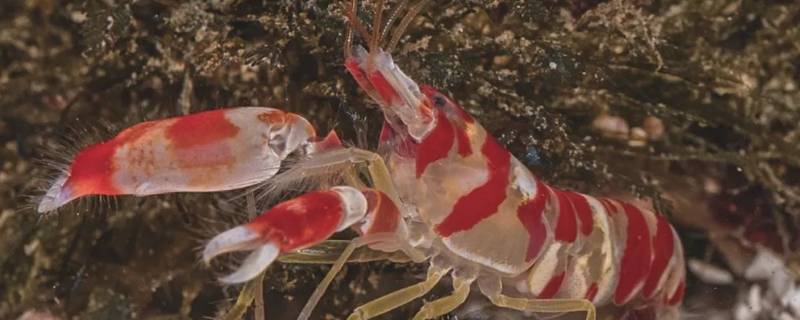 粉红珊瑚鳌虾的特点 红纹迷彩鳌虾