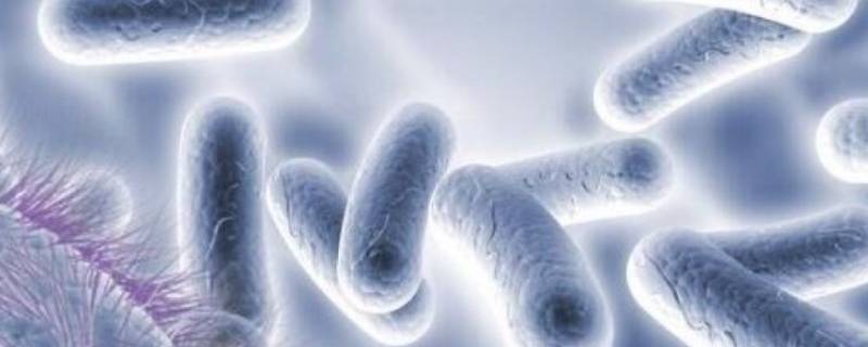 什么是细菌 什么是细菌感染