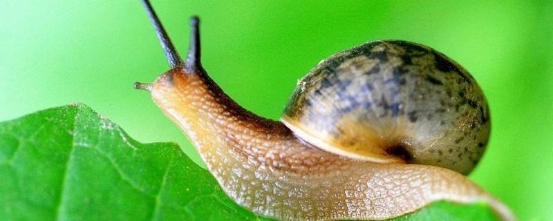 蜗牛一般在什么地方可以找到（能在什么地方找到小蜗牛）