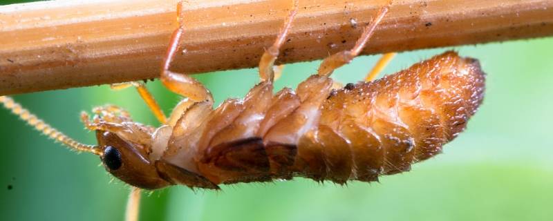 大水蚁怎么产生的 大水蚁的由来