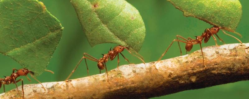 宿舍有蚂蚁怎么办能除根 宿舍床上有蚂蚁怎么办能除根