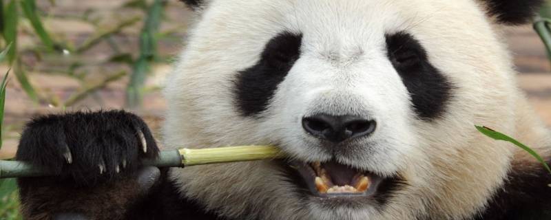 大熊猫的名称是什么 大熊猫的别称是什么