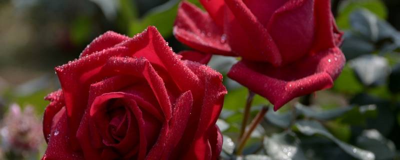 玫瑰花可以放冰箱保鲜吗 玫瑰花用冰箱怎么保存