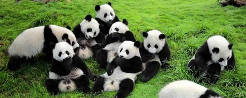 大熊猫一般生活在什么地方 大熊猫一般生活在什么地方?