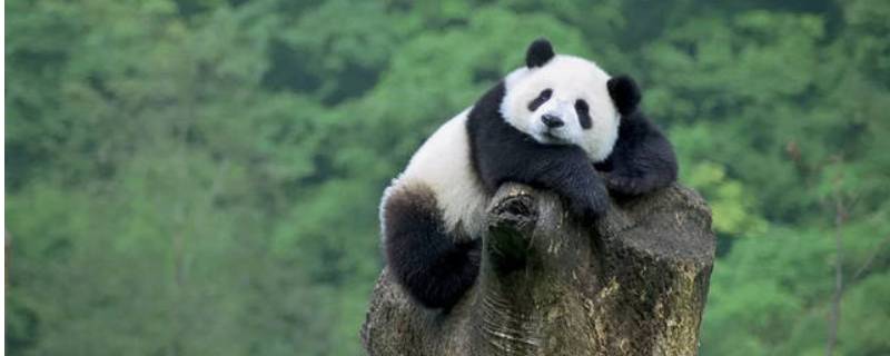大熊猫又称 大熊猫又称作什么