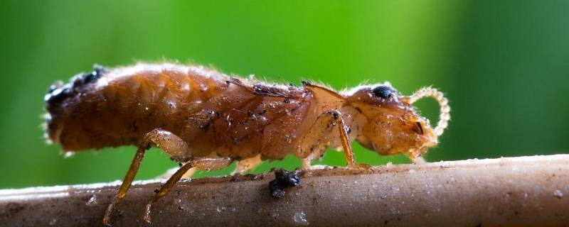 如何消灭大水蚁 怎样消灭大水蚁