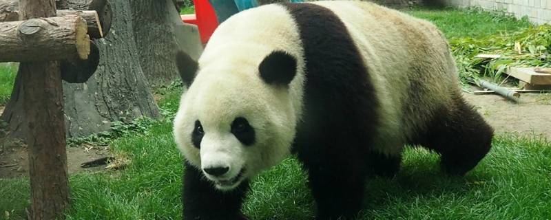 关于大熊猫的习性（关于大熊猫的特征和特点）