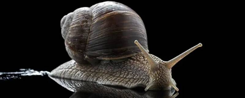 蜗牛的壳怎么来的（蜗牛的壳怎么来的(寓言故事）
