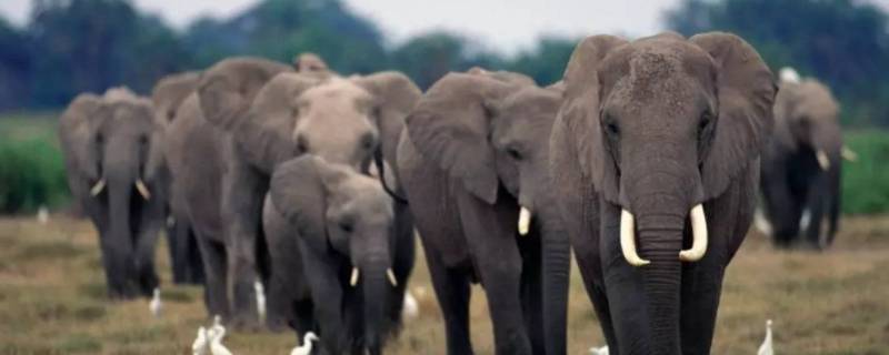 如何保护大象（如何保护大象不少于三条）