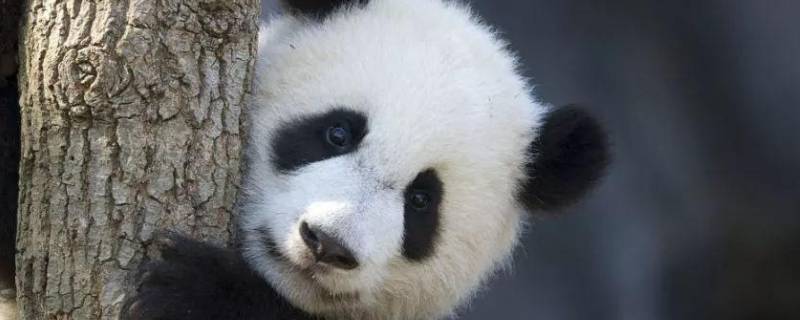 国宝大熊猫有什么特点和本领（国宝大熊猫有什么特点和本领资料）