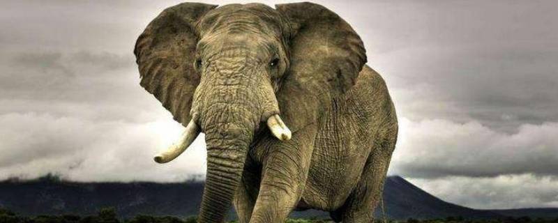 大象是叫一只还是一头（一头大象还是一头大象）