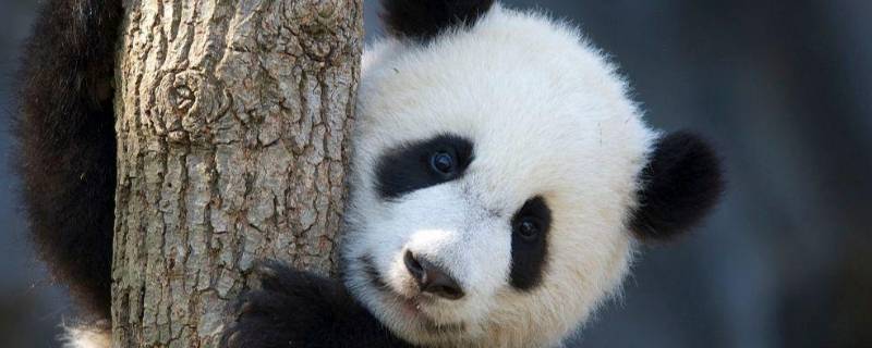国宝大熊猫繁殖方式 国宝大熊猫繁殖方式描写
