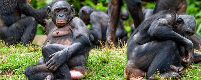 倭黑猩猩的特点 倭黑猩猩和黑猩猩