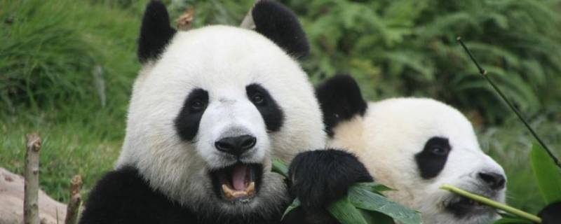 大熊猫只吃竹子吗（大熊猫只吃竹子吗?为什么?）