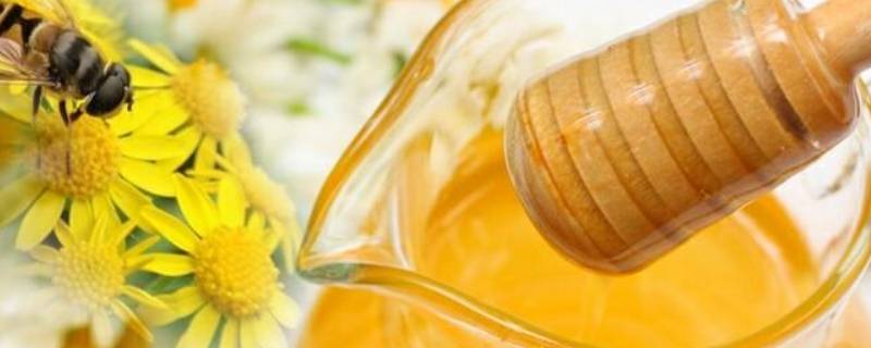原蜜和一般蜂蜜的区别 蜂蜜原蜜好还是蜂蜜好